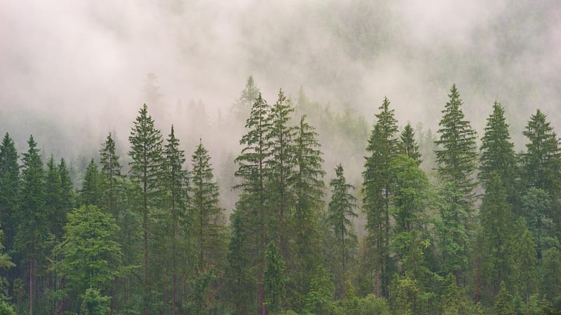 Misty Forest